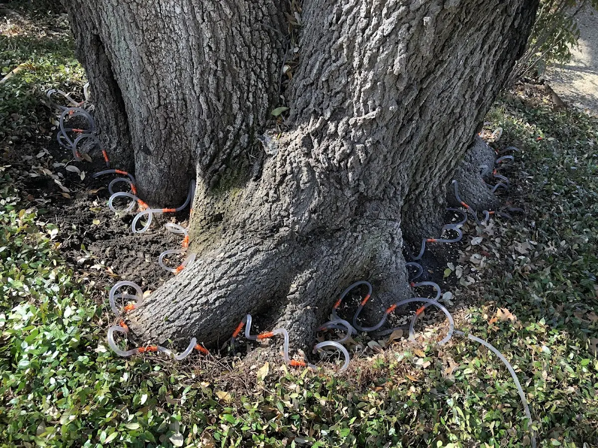 Detailed Tree Cabling and Bracing job site in Virgin