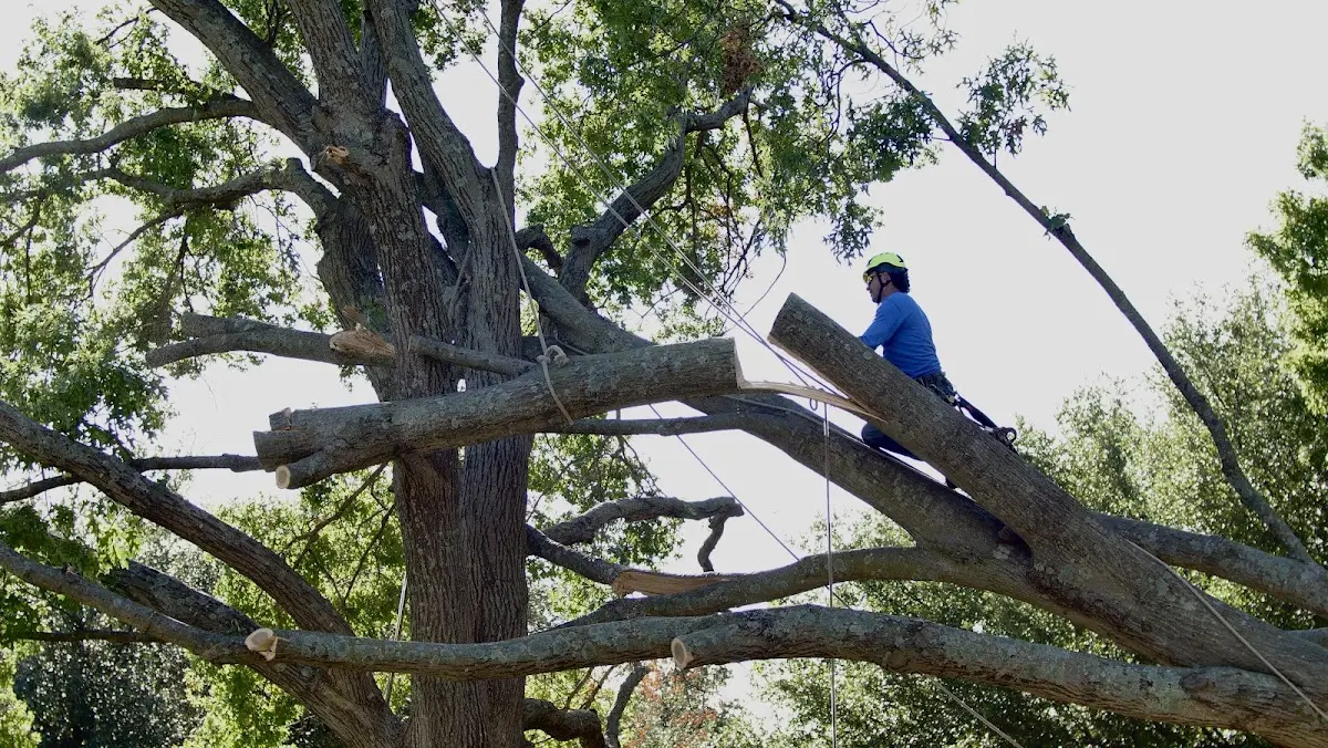 Professional Crown Thinning performed by certified arborists in Virgin