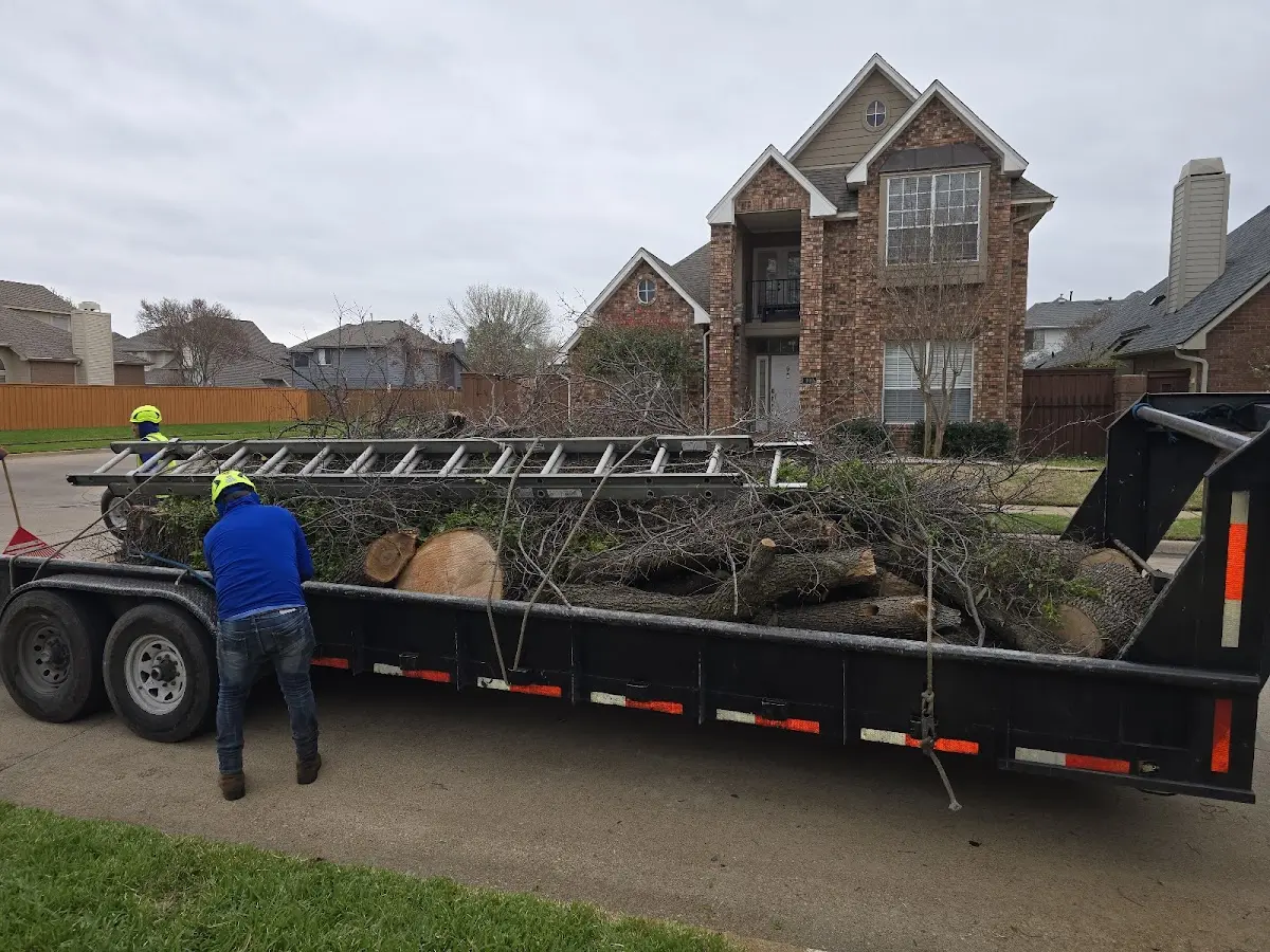 Expert Tree Pest Control with proper safety equipment in Virgin